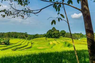 Scenic view of agricultural field against sky