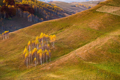 Scenic view of pine trees in forest during autumn