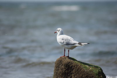 Seagull perching on rock