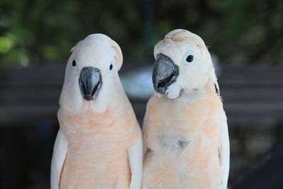 The white cockatoo or umbrella cackatoo