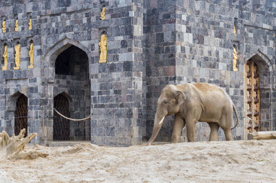 Elephant in front of historic building