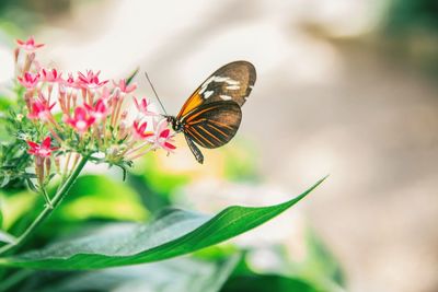 Close-up of butterfly pollinating flower