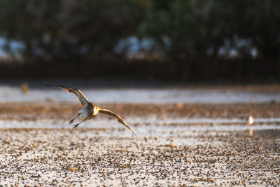 Close-up of lizard on land