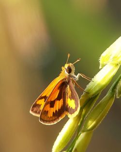 Close-up of butterfly pollinating on flower