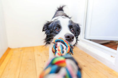 Portrait of dog with toy