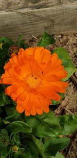 High angle view of orange flowering plant