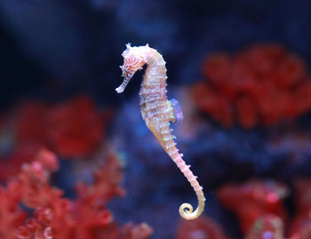 Close-up of jellyfish swimming in sea