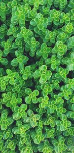 Full frame shot of plants