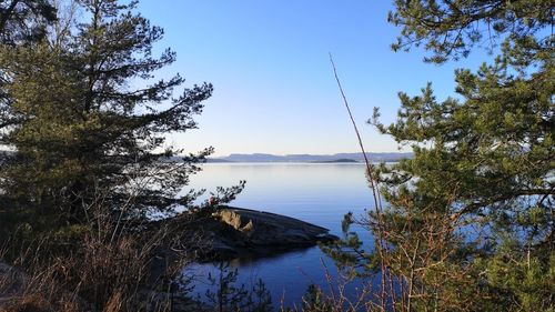 Scenic view of lake in forest against sky