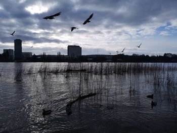 Seagulls flying over lake against sky