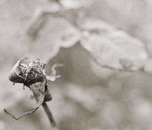 Close-up of plant against blurred background