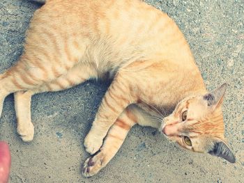 High angle view of cat sleeping