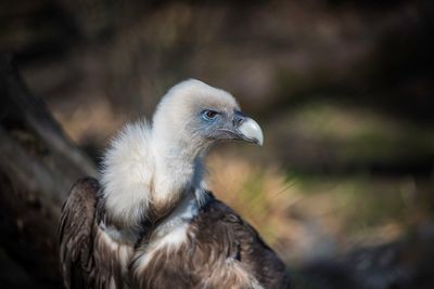 Close-up of eagle