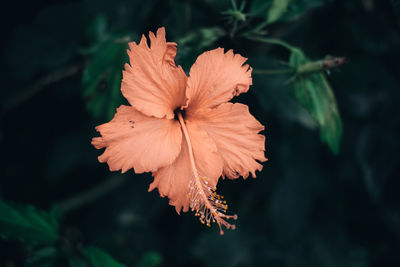 Close-up of orange hibiscus flower