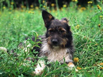 Small dog sitting in green grass and yellow flowers