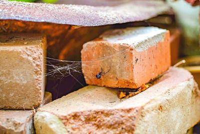 Australian red back spider