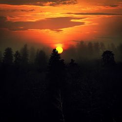 Silhouette of trees at sunset