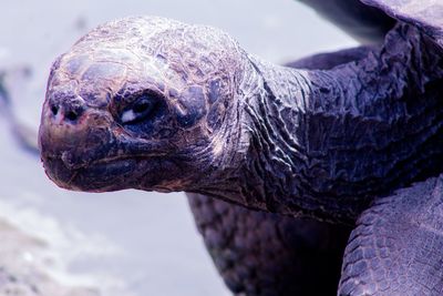 Close-up of a turtle