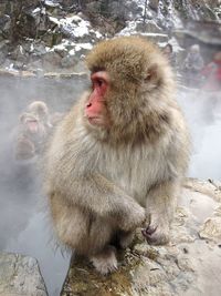 Close-up of monkey sitting on rock amidst hot spring