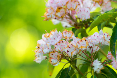 Close-up of insect on pink flowers blooming outdoors