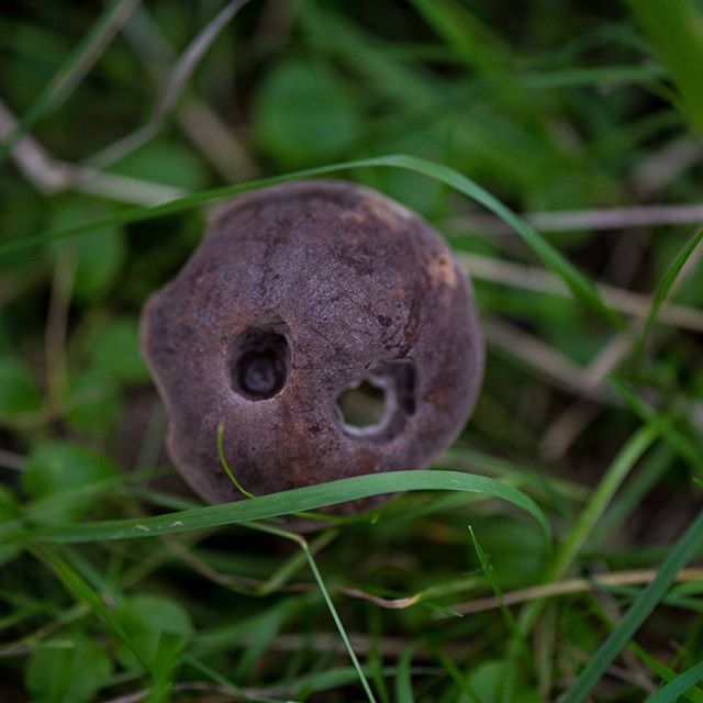 grass, close-up, green color, wildlife, one animal, animal themes, field, nature, focus on foreground, animals in the wild, growth, selective focus, outdoors, grassy, day, mushroom, no people, forest, plant, snail