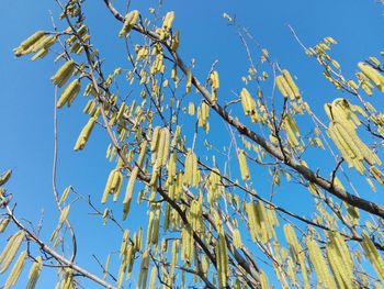 Low angle view of flowering plants against clear blue sky