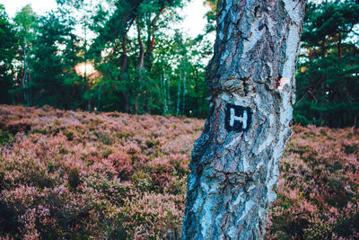 Trees and plants in forest