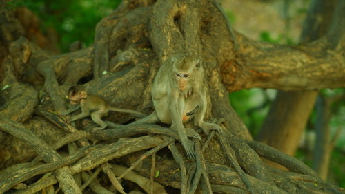 Close-up of lizard on tree trunk