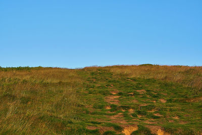 Scenic view of field against clear blue sky