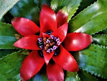 High angle view of red flowering plant