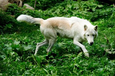 Side view of wolf standing on land