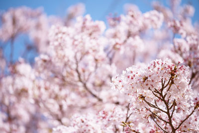 Pink white cherry blossom or sakura flower full bloom with floral bokeh and blue sky at spring 