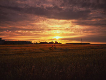 Scenic view of agricultural field against sky during sunset