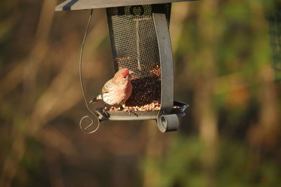 bird feeder