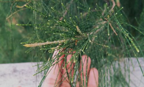 Close-up of hand on plant