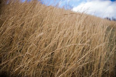 Crop in field