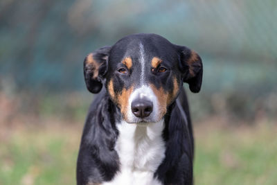 Close-up portrait of a dog