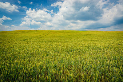 Scenic view of agricultural field against sky