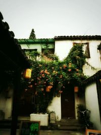 Potted plant against building