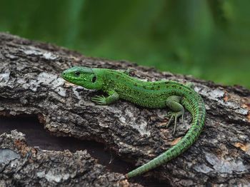 Close-up of lizard