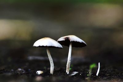 Close-up of mushroom growing on field