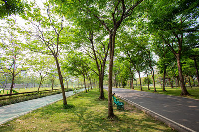 Trees in park