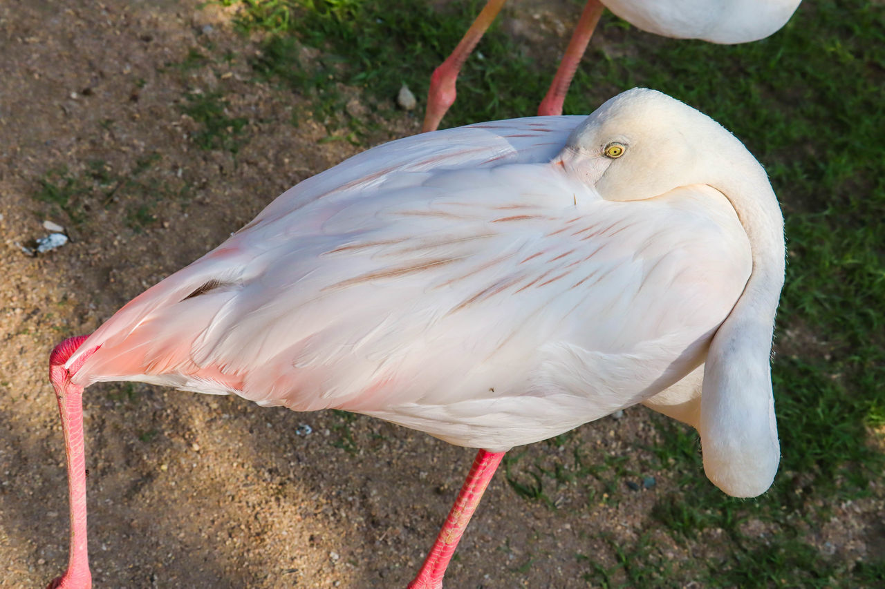 HIGH ANGLE VIEW OF A BIRD