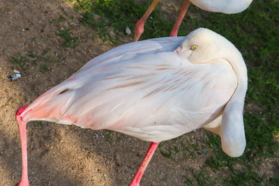 High angle view of a bird on field