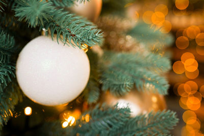 Close-up of christmas tree