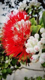 Close-up of red flowers