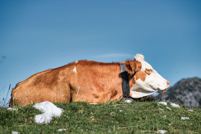 Horse standing on field against clear sky