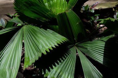 Close-up of palm leaf