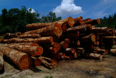 Stack of logs in forest