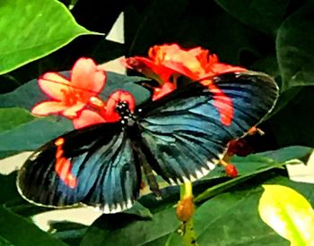Close-up of butterfly on flower